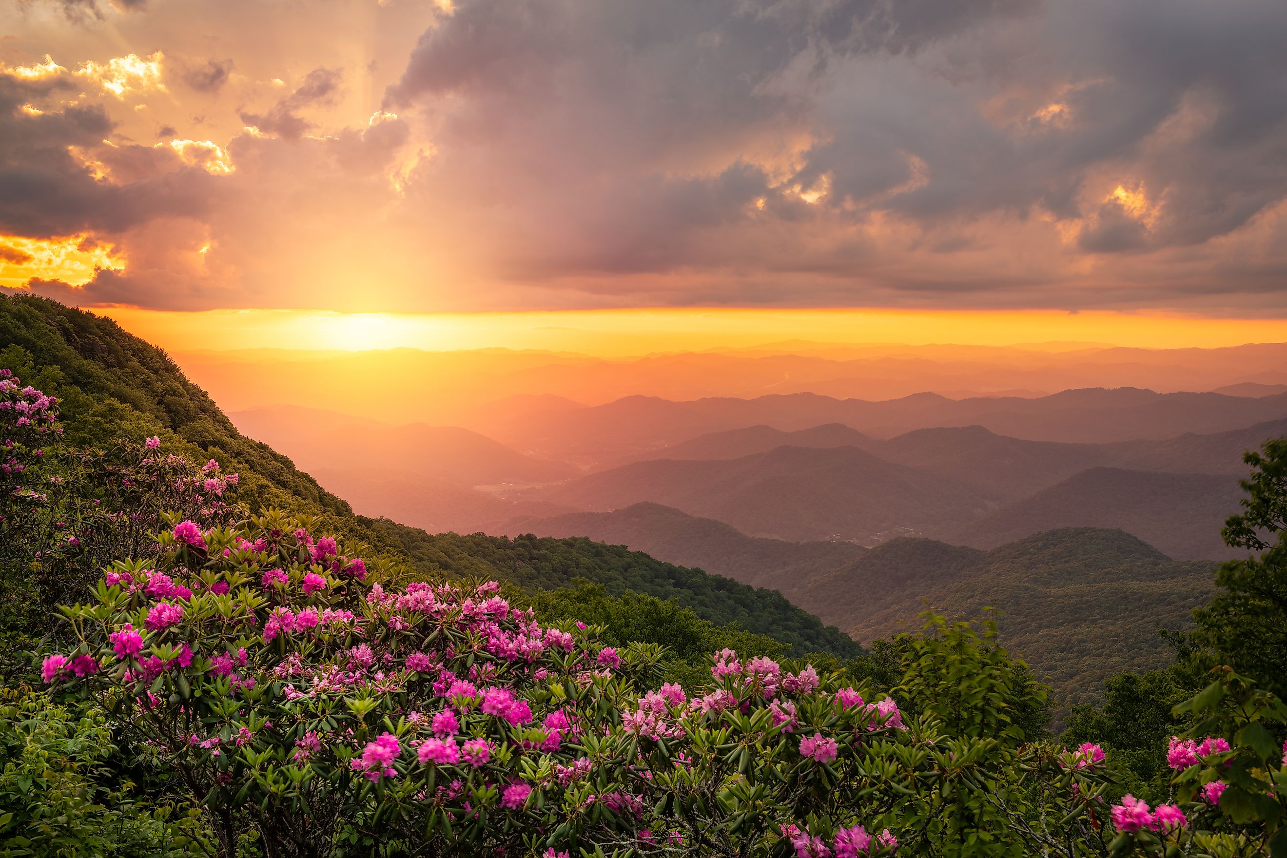 The Great Craggy Mountains along the Blue Ridge Parkway in North Carolina, USA with Catawba Rhododendron during a spring season sunset.