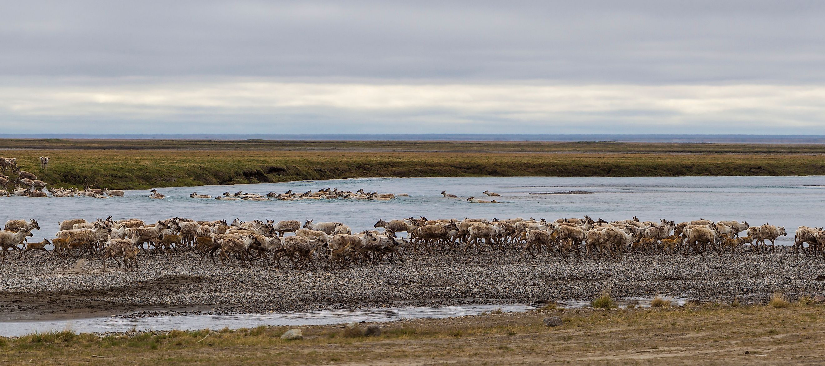 Caribou of the Porcupine Herd on the North Slope crossing the Sag River near Prudhoe Bay, Alaska.
